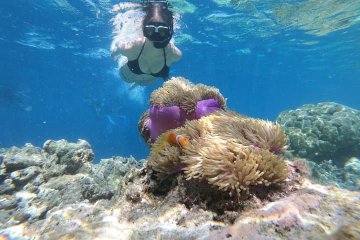 Snorkel Huraa's Reefs: Half-Day Dhoani Trip to Turtles & Rays photo 5