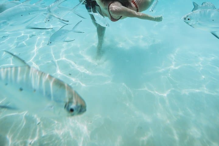 Snorkeling in Dhiffushi: Top Reefs, Wildlife & Practical Tips photo 4