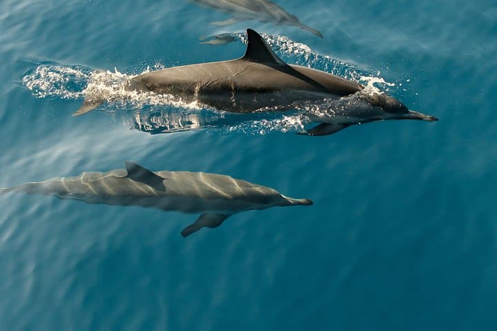 Dolphin Cruise in Dhiffushi: Evening Dhoani Boat Tour on Kaafu Atoll