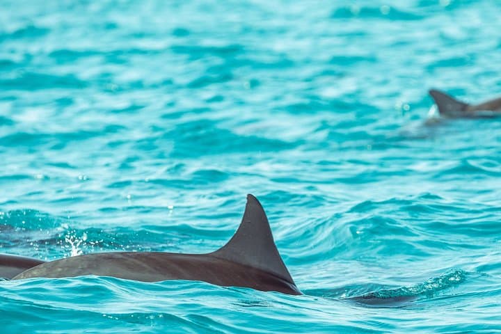 Dolphin Cruise from Huraa: Evening Dhoani Trip to Wild Dolphins photo 2