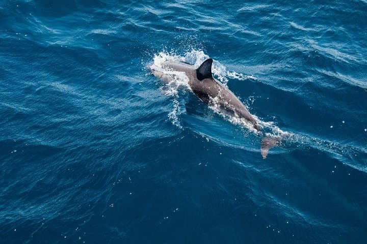 Dolphin Cruise in Dhiffushi: Evening Dhoani Boat Tour on Kaafu Atoll photo 5