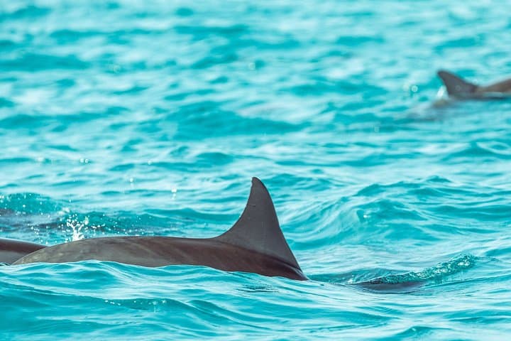 Dolphin Cruise in Dhiffushi: Evening Dhoani Boat Tour on Kaafu Atoll photo 2