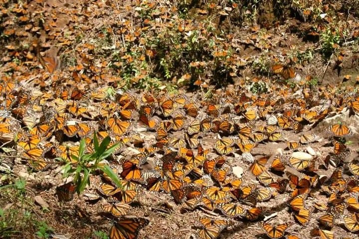 Witness the Monarch Migration at El Rosario Sanctuary — From Morelia