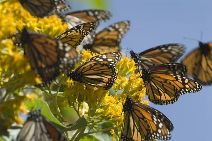 Witness the Monarch Migration at El Rosario Sanctuary — From Morelia photo 2