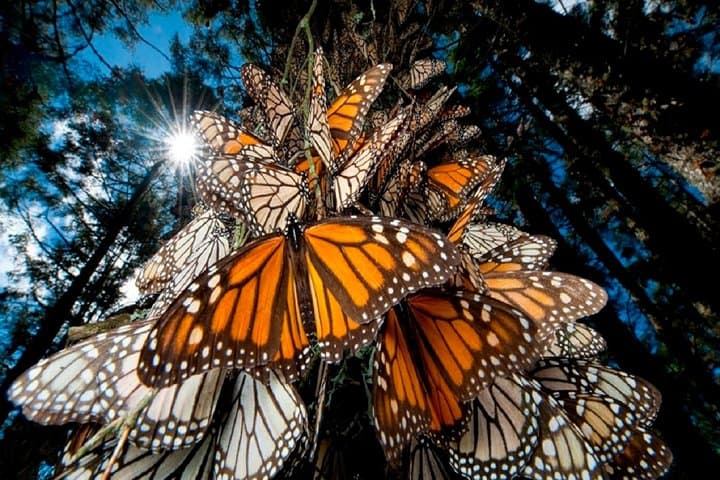 Witness the Monarch Migration at El Rosario Sanctuary — From Morelia photo 4