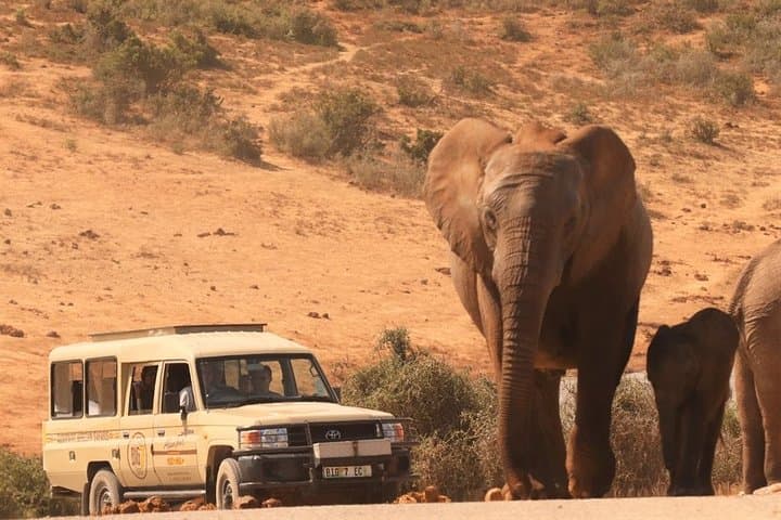 Addo Elephant National Park Game Drive and Sundays River Sunset Cruise photo 3