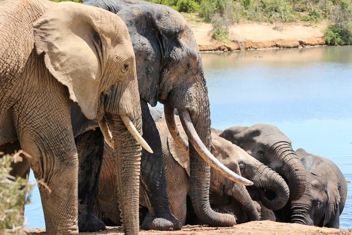 Addo Elephant National Park Game Drive and Sundays River Sunset Cruise photo 4