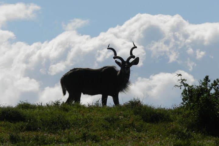 Addo Elephant National Park Game Drive and Sundays River Sunset Cruise photo 5