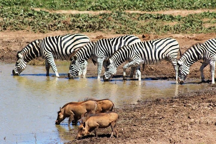 Addo Elephant National Park Game Drive and Sundays River Sunset Cruise photo 6