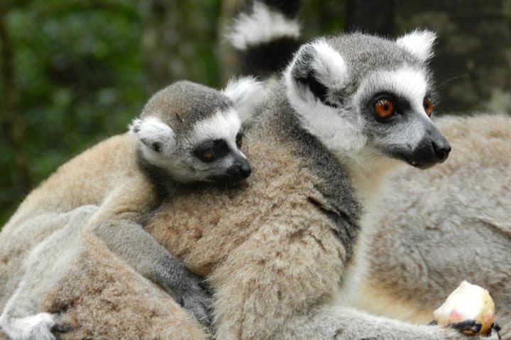 Garden Route Day Trip from Port Elizabeth to The Crags — Tsitsikamma, Monkeyland & Birds of Eden photo 3