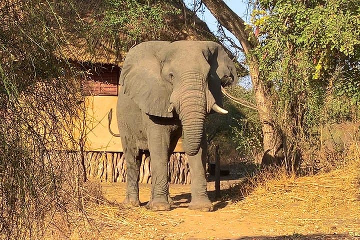 Zakouma Safari: Remote Wildlife Encounters in Chad's Wild East photo 4