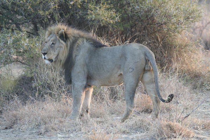 Day Safari to Lake Manyara National Park — Tree-Climbing Lions & Birdwatching from Arusha photo 1