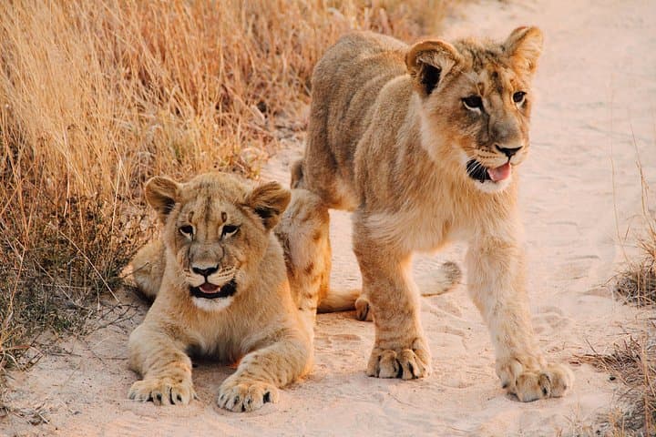 Day Safari to Lake Manyara National Park — Tree-Climbing Lions & Birdwatching from Arusha photo 2