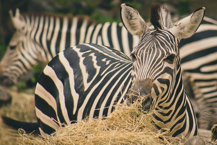 Day Safari to Lake Manyara National Park — Tree-Climbing Lions & Birdwatching from Arusha photo 3