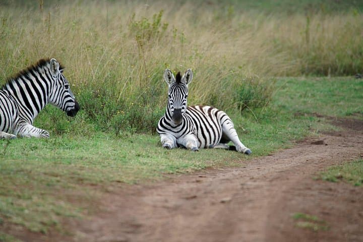 Day Safari to Lake Manyara National Park — Tree-Climbing Lions & Birdwatching from Arusha photo 4