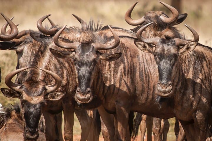 Arusha National Park Weekend Safari: Lakes, Forests & Mount Meru Views