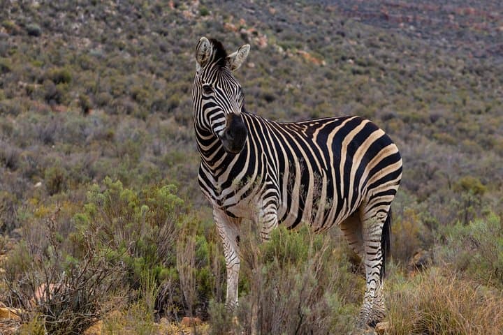Arusha National Park Weekend Safari: Lakes, Forests & Mount Meru Views photo 3