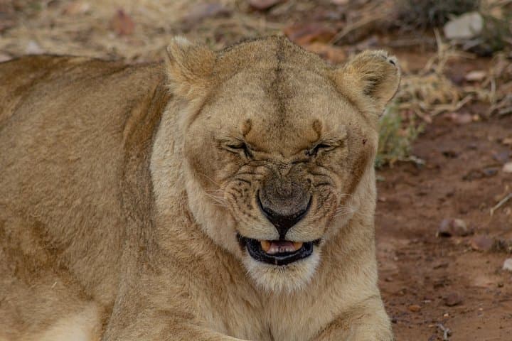 Arusha National Park Weekend Safari: Lakes, Forests & Mount Meru Views photo 5
