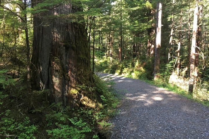 Exploring Ketchikan’s Rainforest Trails and Totem Poles: A Two-Hour Guided Adventure photo 4