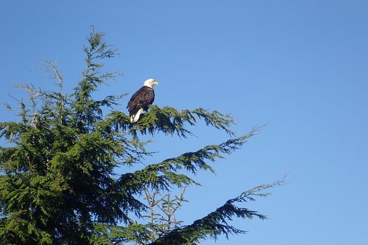Exploring Ketchikan’s Rainforest Trails and Totem Poles: A Two-Hour Guided Adventure photo 6