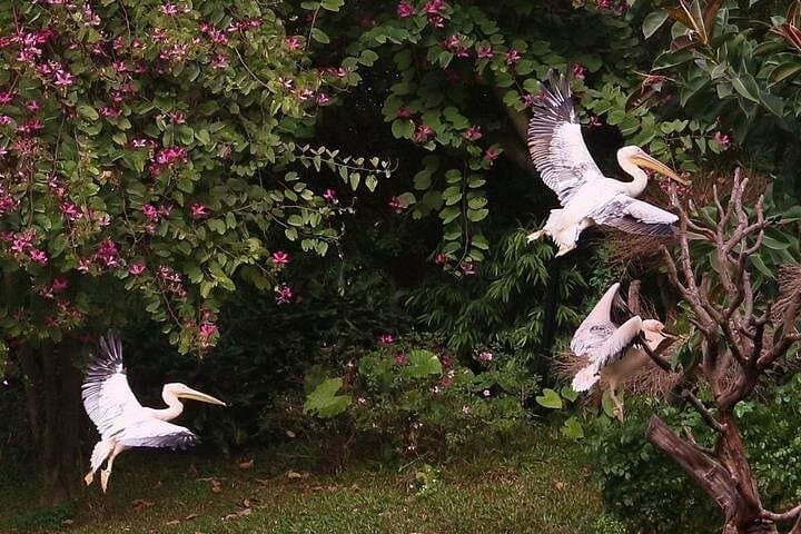 Guangzhou Day Tour to Chimelong Safari Park — Private Transfer & Guide photo 3