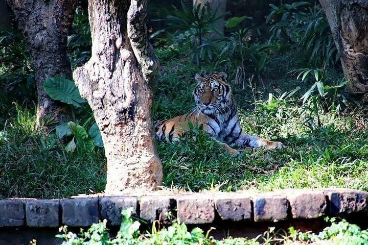 Guangzhou Day Tour to Chimelong Safari Park — Private Transfer & Guide photo 5
