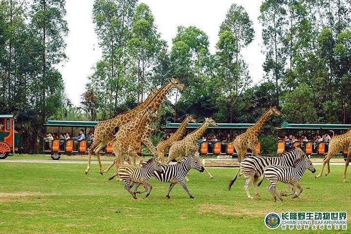 Guangzhou Day Tour to Chimelong Safari Park — Private Transfer & Guide