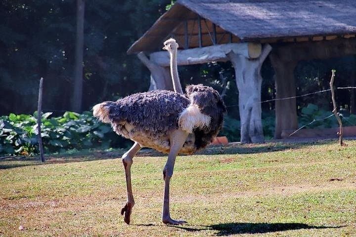 Guangzhou Day Tour to Chimelong Safari Park — Private Transfer & Guide photo 6