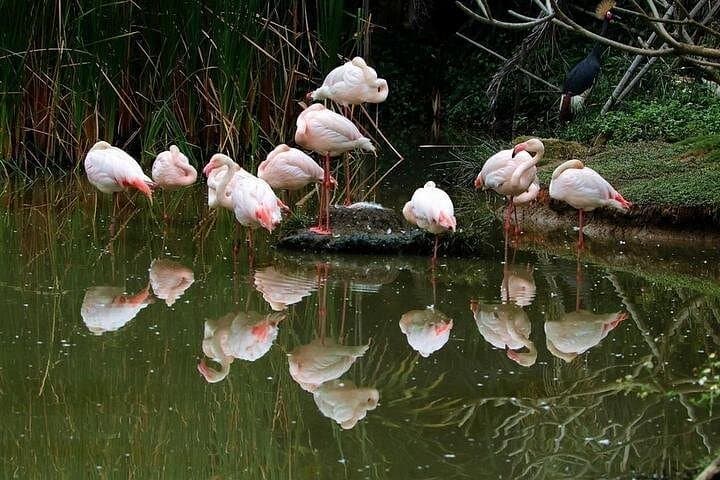 Guangzhou Day Tour to Chimelong Safari Park — Private Transfer & Guide photo 2