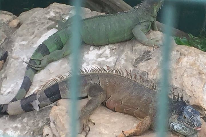 Martha Brae Rafting & Luminous Lagoon: Private Half-Day Tour from Ocho Rios photo 6