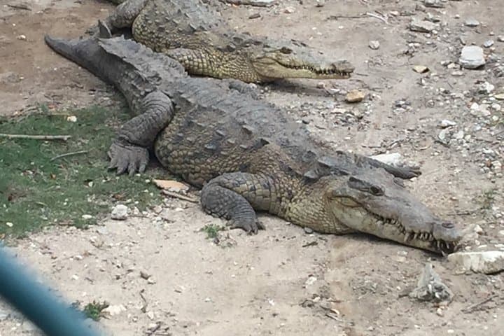 Martha Brae Rafting & Luminous Lagoon: Private Half-Day Tour from Ocho Rios photo 2
