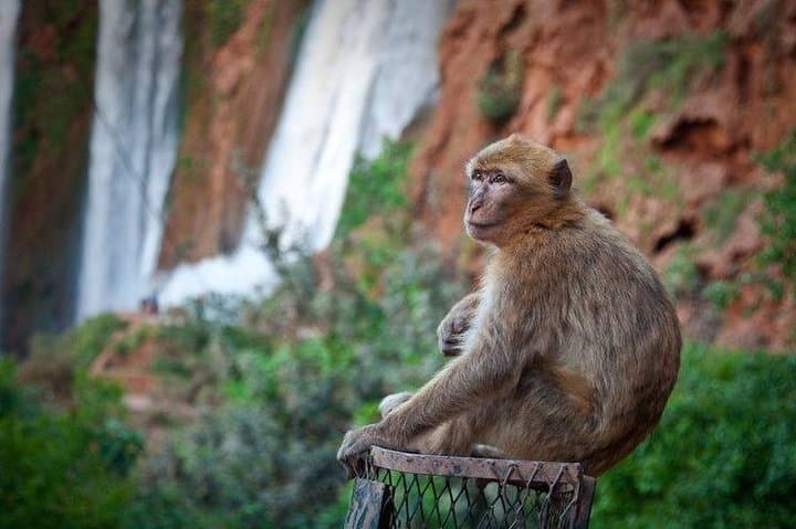 Ouzoud Falls Day Trip from Marrakech — Waterfalls, Hike & Lunch photo 4