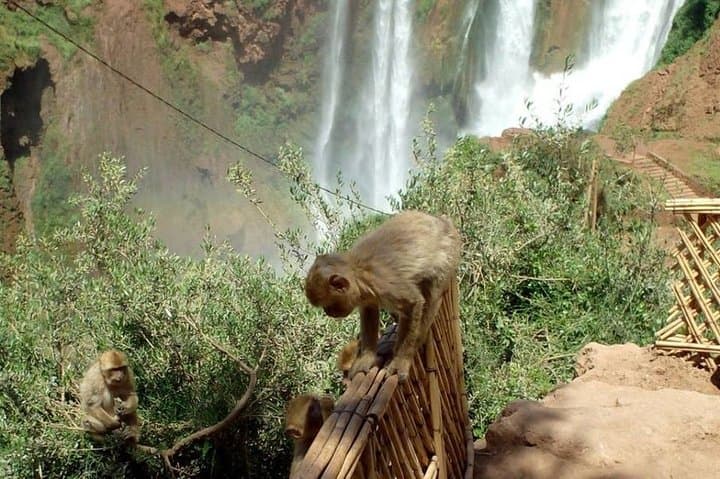 Ouzoud Falls Day Trip from Marrakech — Waterfalls, Hike & Lunch photo 5