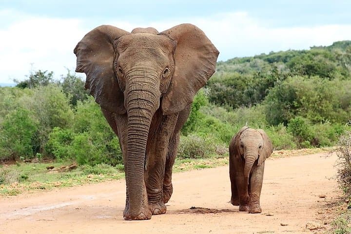 Addo Elephant Park Shore Excursion from Port Elizabeth — Half-Day Safari