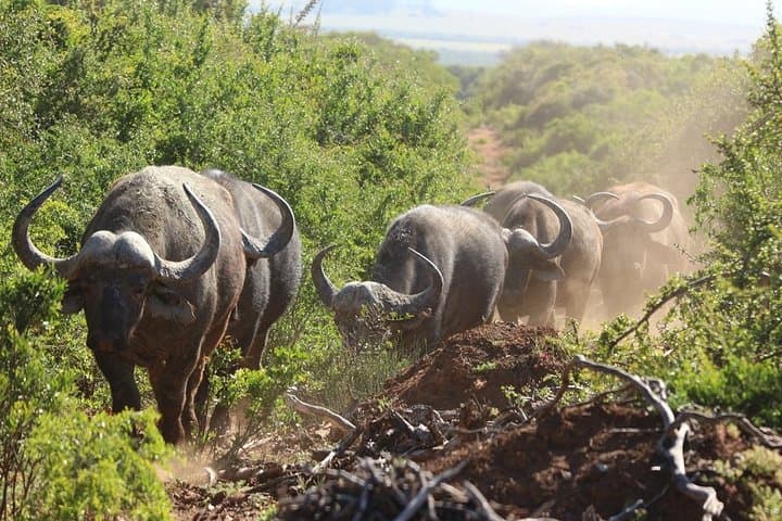 Addo Elephant Park Shore Excursion from Port Elizabeth — Half-Day Safari photo 3