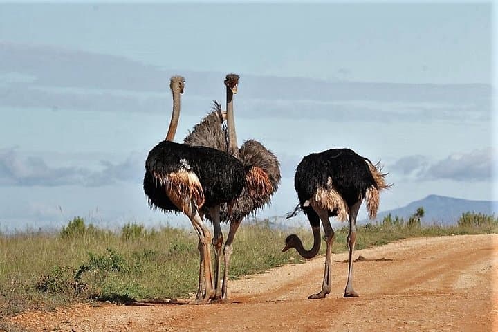 Addo Elephant Park Shore Excursion from Port Elizabeth — Half-Day Safari photo 6