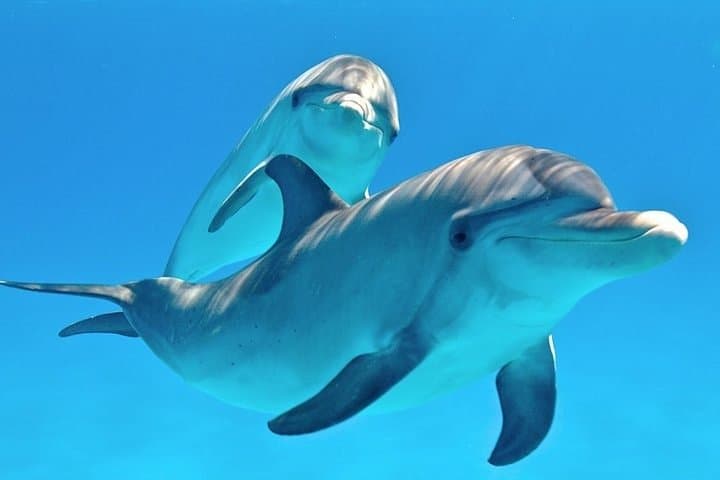 Hurghada Dolphin Trip: Snorkel With Dolphins and Explore Red Sea Reefs