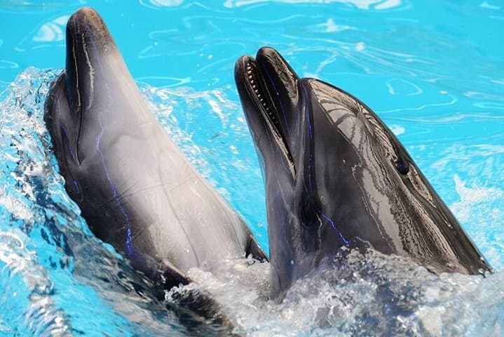 Hurghada Dolphin Trip: Snorkel With Dolphins and Explore Red Sea Reefs photo 2