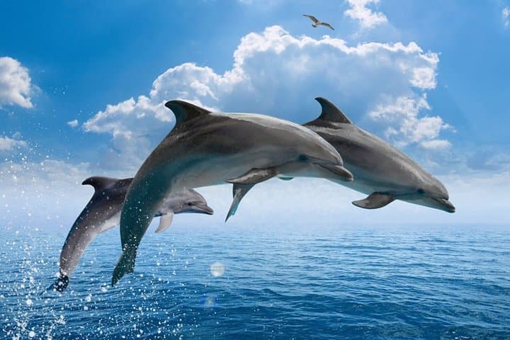 Hurghada Dolphin Trip: Snorkel With Dolphins and Explore Red Sea Reefs photo 3