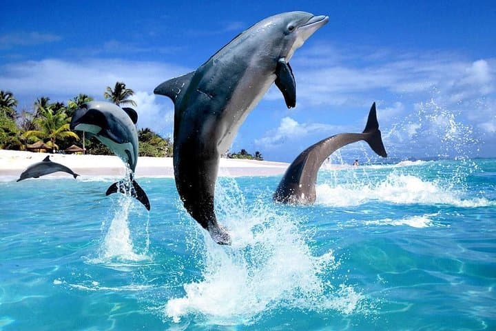 Hurghada Dolphin Trip: Snorkel With Dolphins and Explore Red Sea Reefs photo 4