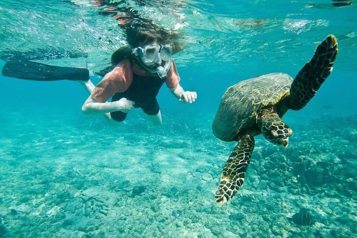 Cancun Reef Snorkel: Turtles, Coral & Shipwreck Tour photo 6