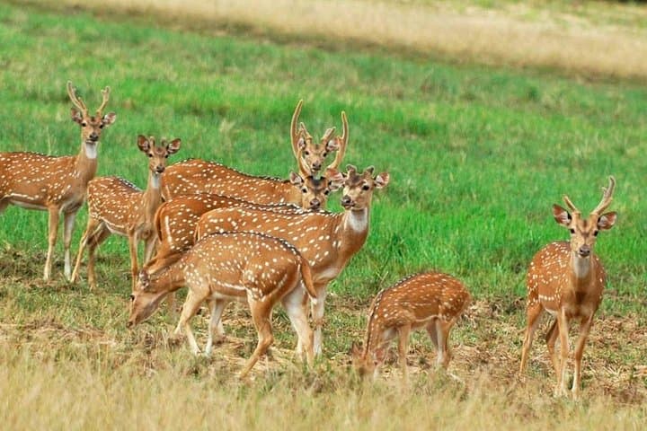 Minneriya National Park Safari from Sigiriya — Elephant Gatherings & Birding photo 3