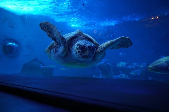 Seville Aquarium Admission — Explore Magellan’s Ocean Voyage in Seville photo 2