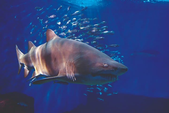 Seville Aquarium Admission — Explore Magellan’s Ocean Voyage in Seville