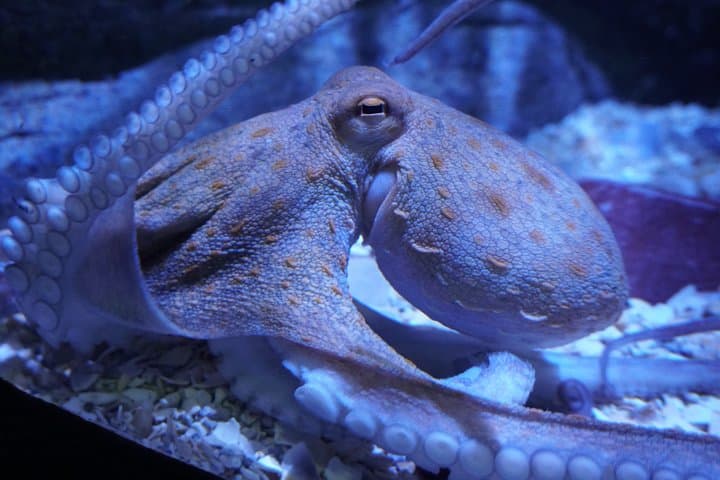 Seville Aquarium Admission — Explore Magellan’s Ocean Voyage in Seville photo 3