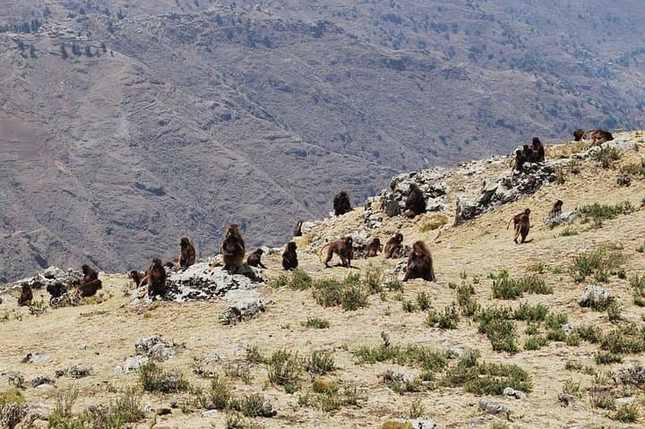 Abune Yosef Eco Trek: 4-Day Highland Trek from Lalibela photo 2
