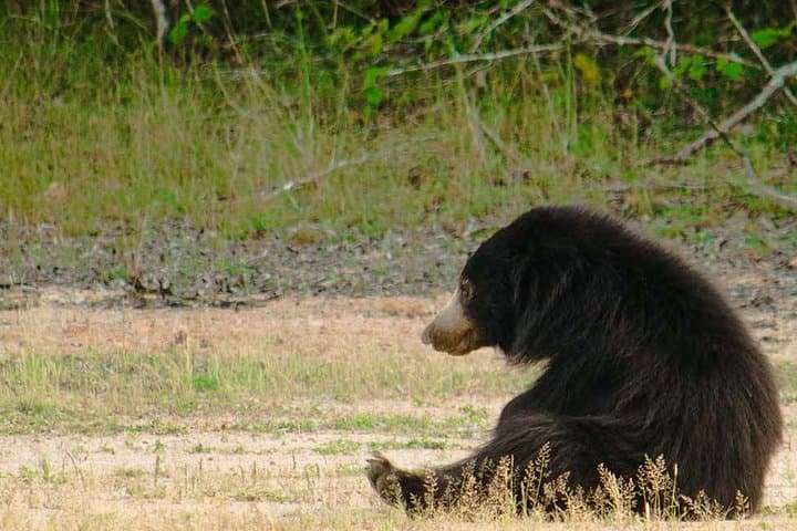 Wilpattu Safari: Jeep Game Drive to Spot Sri Lankan Leopards & Sloth Bears photo 2