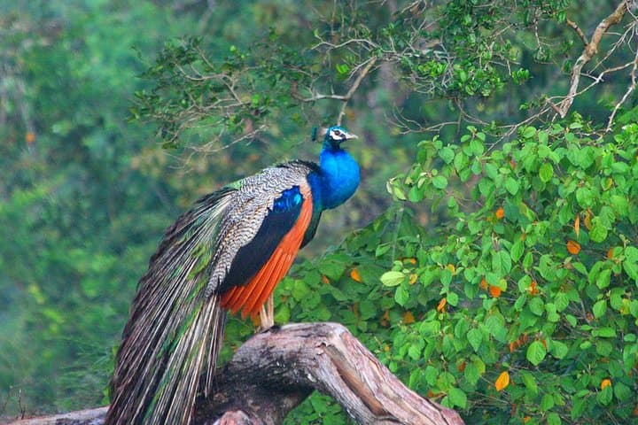 Wilpattu Safari: Jeep Game Drive to Spot Sri Lankan Leopards & Sloth Bears photo 4