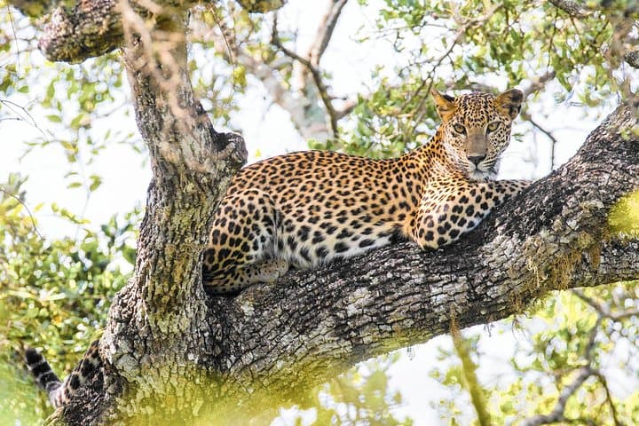 Wilpattu Safari: Jeep Game Drive to Spot Sri Lankan Leopards & Sloth Bears photo 3