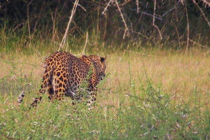 Wilpattu Safari: Jeep Game Drive to Spot Sri Lankan Leopards & Sloth Bears